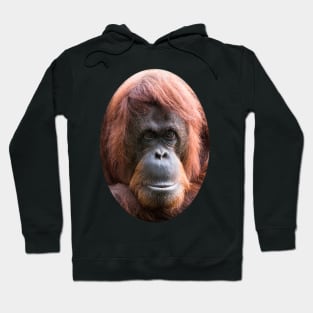 Cut out of an adult orangutan Hoodie